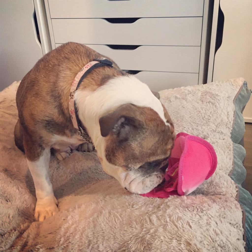 Bulldog BarkBox